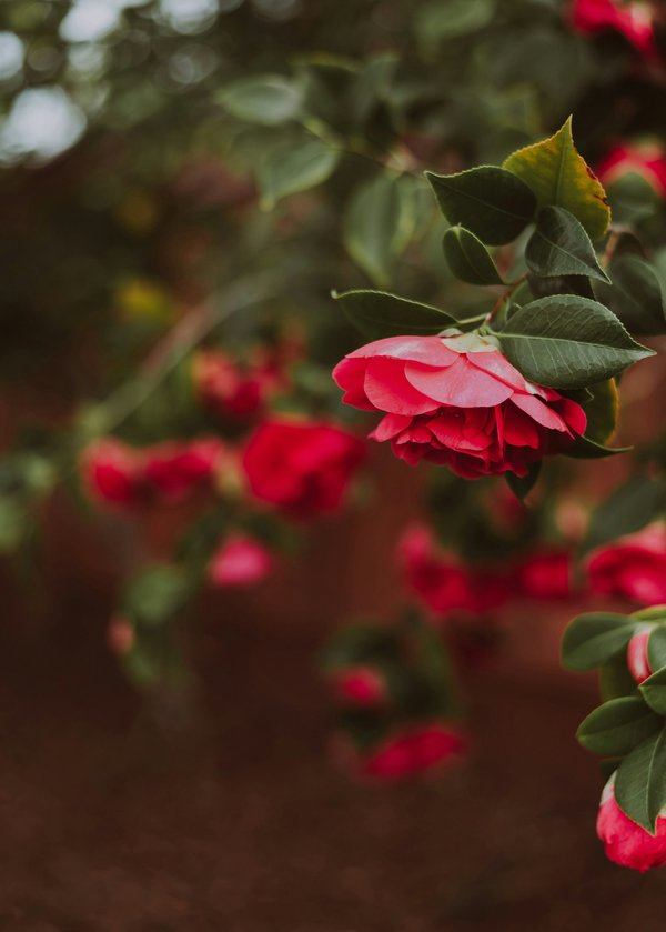 Quels sont les bienfaits de l'huile de camélia pour le soin des cheveux et comment l'appliquer?